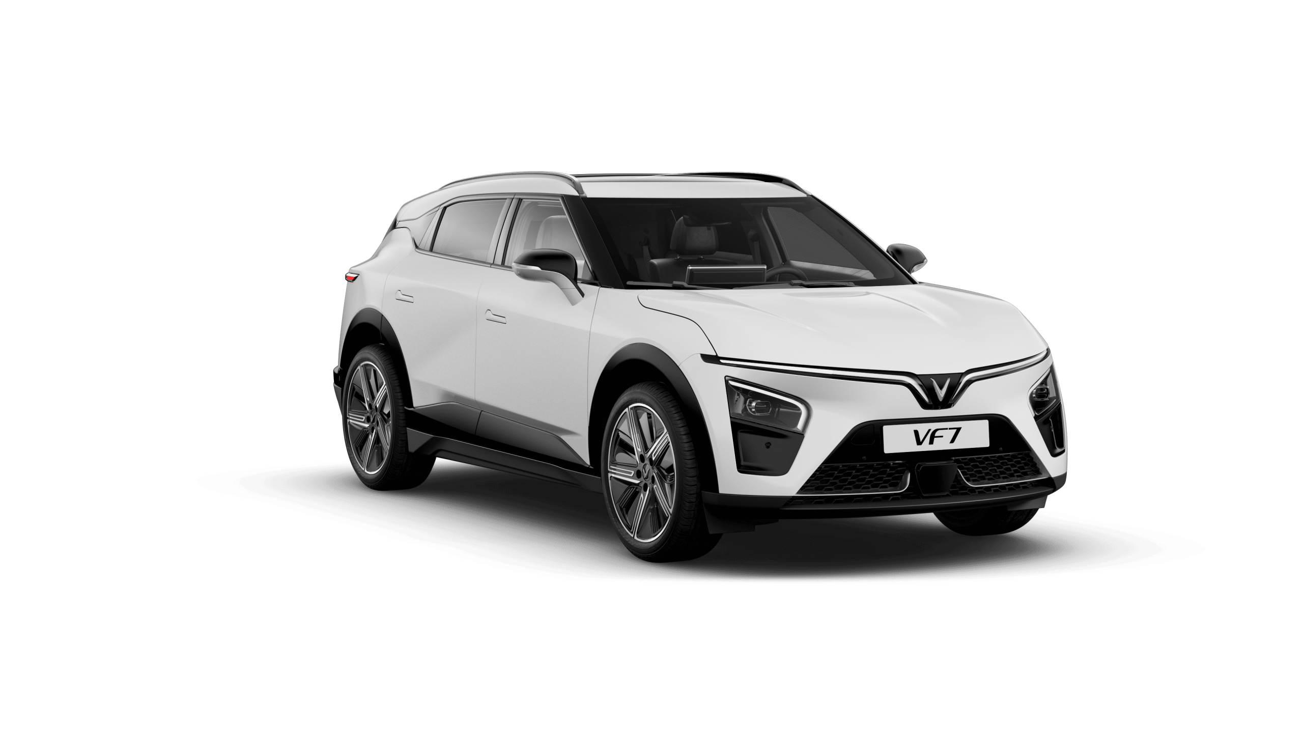 VF7_BrahminyWhite33